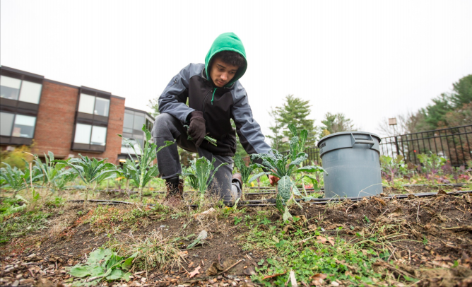 Ajani Otenio-Rudek '19 harvests kale from the garden